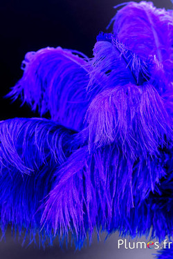 Autruche - 30-40 cm - bleu-violet